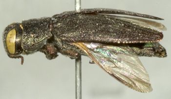 Media type: image;   Entomology 2692 Aspect: habitus lateral view